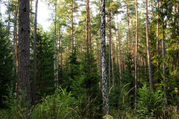 A view of a dense coniferous forest with tall pine and spruce trees, green undergrowth and tall grass. Sunlight creates a natural, peaceful atmosphere. Great for hiking and camping. © Margarita