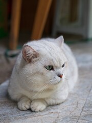 portrait of a cat with blue eyes © 鴻偉 蔡