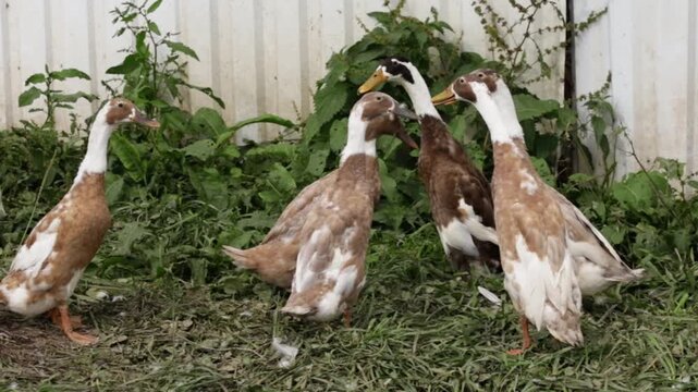flock of brown and white indian runner ducks gathers beside dense green plants, presenting backyard poultry, natural pest control, social behavior and sustainable farming