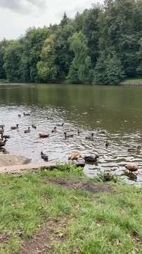 ruddy shelduck stands on the grassy bank as numerous mallards swim close to shore, capturing waterfowl congregation, species diversity, lakeside nature and wildlife observation