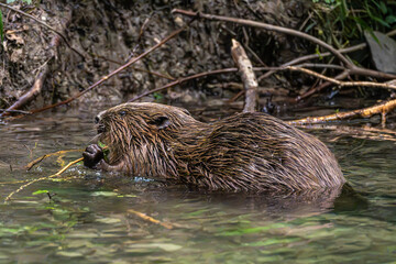 Adult Eurasian beaver, Castor fiber at a river in Munich, Bavaria in Germany © rudiernst