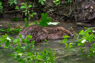 Adult Eurasian beaver, Castor fiber at a river in Munich, Bavaria in Germany © rudiernst