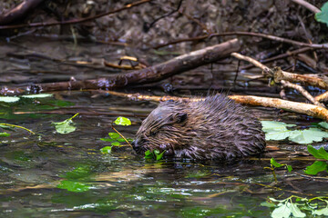 Young little Eurasian beaver, Castor fiber at a river in Munich, Bavaria in Germany © rudiernst