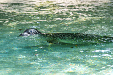 The harbor seal, Phoca vitulina is swimming in a basin in a German park © rudiernst