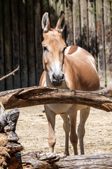 Fototapeta premium Persian onager, Equus hemionus onager. Captive-born animals that are extremely rare due to near extinction in the wild.
