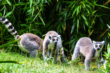 The ring-tailed lemur,Lemur catta with white ringed tail is the most known lemur © rudiernst