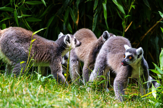The ring-tailed lemur,Lemur catta with white ringed tail is the most known lemur