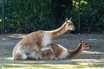 Mating Vicunas, Vicugna Vicugna, relatives of the llama in a German park © rudiernst