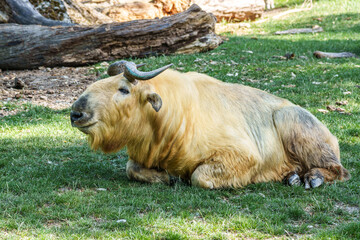 Portrait of a golden Takin, Budorcas taxicolor bedfordi with curved horns and thick fur © rudiernst