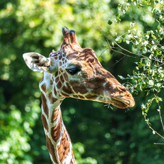 The giraffe, Giraffa camelopardalis is an African mammal © rudiernst