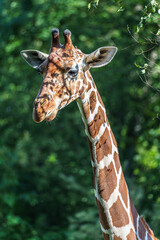 The giraffe, Giraffa camelopardalis is an African mammal © rudiernst