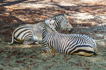 Fototapeta premium Hartmann's Mountain Zebra, Equus zebra hartmannae. An endangered zebra