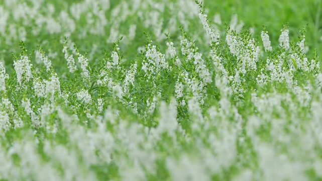 白い花。自然イメージ。スローモーション。初夏から秋の公園や花壇を彩るアンゲロニアのある風景。ゆらゆら揺れる様子。風景素材。心象風景。