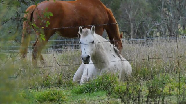 Two horses behind a fence