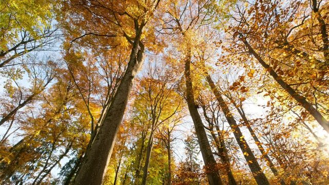 Beautiful orange canopy of deciduous trees with the shining sun and a gentle breeze on a calm autumn day