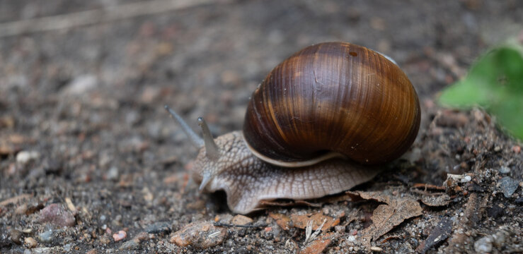 A macro closeup of a crawling snail with extended tentacles. Its glossy brown spiral shell contrasts with the rough, textured soil and pebbles, creating a detailed wildlife nature view.