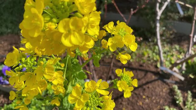 満開の菜の花畑で蜜を集めるかわいいミツバチ
