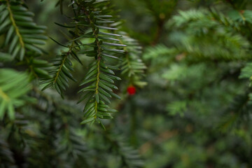 Close-up macro of green yew needles with a single red berry against soft bokeh. Detailed botanical texture of Taxus branch with needle-like foliage in natural woodland. A serene coniferous study. © Margarita