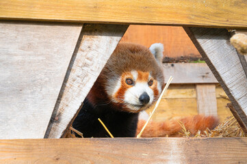 Fototapeta premium Cute fluffy red panda in the countryside