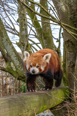 Obraz premium Cute fluffy red panda in the countryside