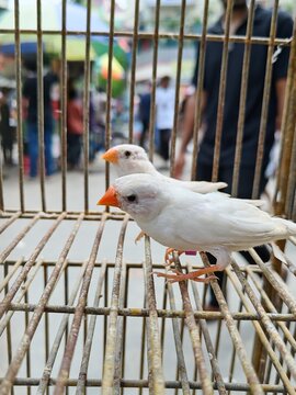 Snow Zebra Finch