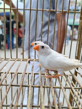 Snow white zebra finch