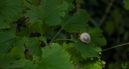 A light-colored snail with a spiral shell resting on a green leaf. A peaceful naturecore and slow living macro scene in a summer garden. © Margarita