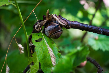 A dark-striped snail resting on a dry twig among green leaves. A peaceful naturecore and slow living macro scene in a summer garden. © Margarita