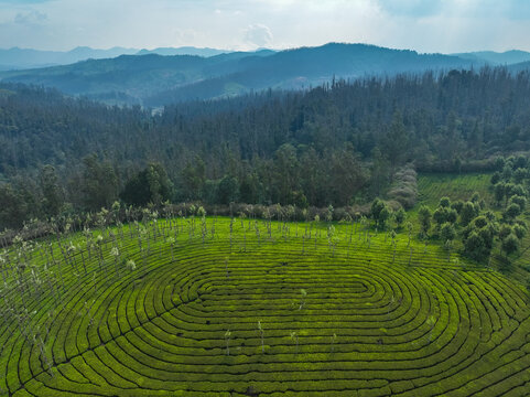 Aerial view of the lush green tea plantations with distinctive circular patterns and rows of trees in the Nilgiri hills near Ooty, Tamil Nadu, India.