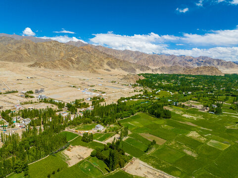 Aerial view of the arid landscape of Ladakh, featuring lush green fields, rows of trees, and a small settlement against the vast Himalayan mountains under a blue sky. Ladakh Division, Ladakh, India.