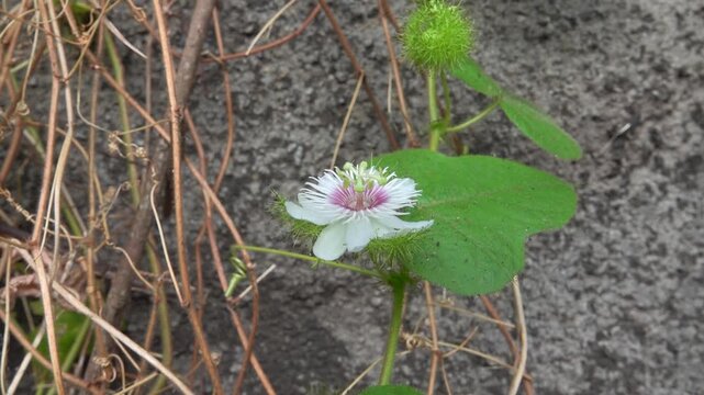 Wild maracuja (Passiflora foetida, flower and bud) tropical mountain forest on the mountain slopes. Hong Kong. Dietary supplements and ayahuasca analog (psychoactive decoction for shamanism)
