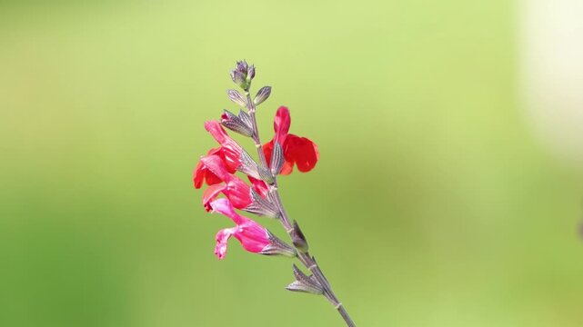 Long stems with red flowers and buds of currant sage, delicate Salvia microphylla blossoms, brilliant red flowers swaying in the wind&mdash;a magnet for insects, Salvia microphylla
