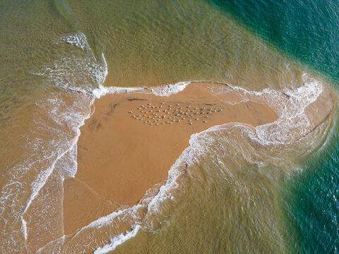 Aerial view of a sandbar in the sea with a flock of birds resting on the sand in Sindhudurg, Maharashtra, India.
