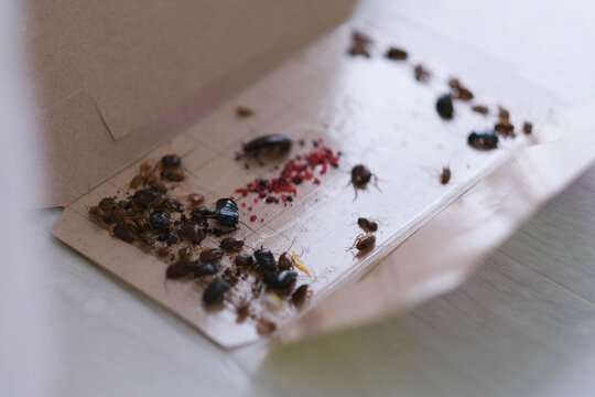 Close-up of cockroaches in a trap with a sticky layer; a cockroach control product for apartments.