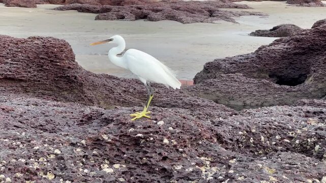 Great white egret walking on red laterite rocks on sea coast in North Goa India