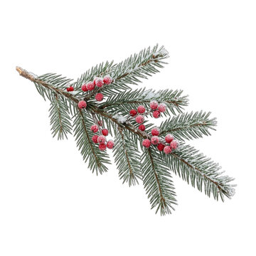 Festive frosted christmas fir tree branch with red berries isolated on transparent background