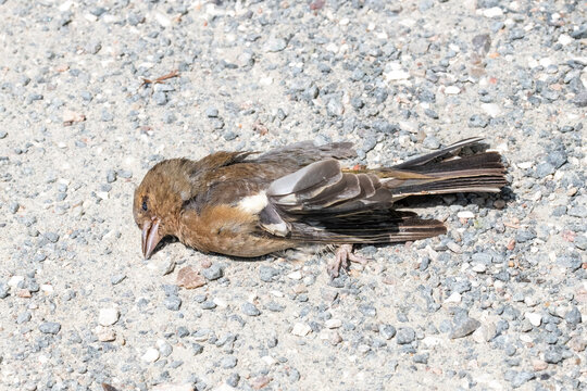 Dead Chaffinch Fringilla coelebs on the ground