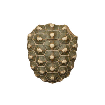 Natural Turtle Shell Carapace with Hexagonal Patterns