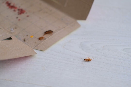 A dead cockroach next to an open glue trap.