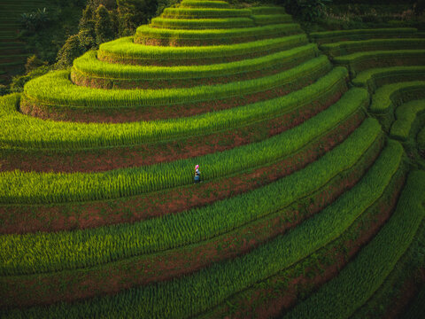 Aerial view of Kim Noi Viewpoint, featuring vibrant green terraced rice fields carved into the hillsides, with a lone farmer walking through the crops in Mu Cang Chai, Lao Cai, Vietnam.