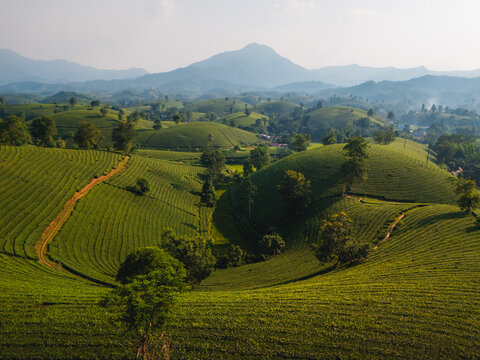 Aerial view of Long Coc Tea Hill with lush green tea plantations covering rolling hills, dirt paths, and distant mountains in Long Coc, Phu Tho, Vietnam.