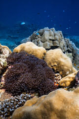 Pair of clownfish swimming near purple sea anemone on tropical coral reef. © PIPE DIVE UNDERWATER