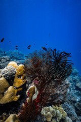 Red sea fan gorgonian and feather star growing on tropical coral reef in deep blue ocean. © PIPE DIVE UNDERWATER
