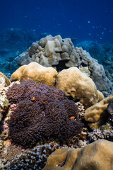 Pair of clownfish swimming near purple sea anemone on tropical coral reef. © PIPE DIVE UNDERWATER