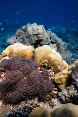 Pair of clownfish swimming near purple sea anemone on tropical coral reef. © PIPE DIVE UNDERWATER