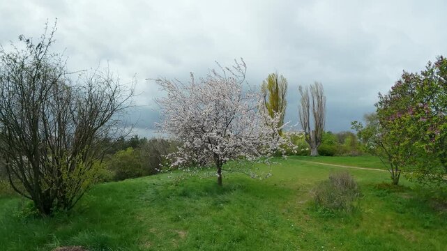 Blooming White Cherry Blossom Tree In Spring Park Landscape