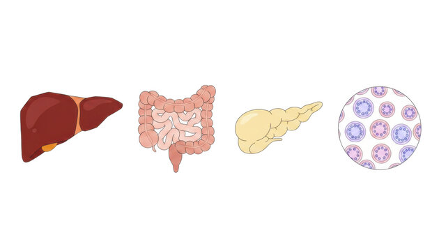 Set of Human Internal Organs and Biological Cells