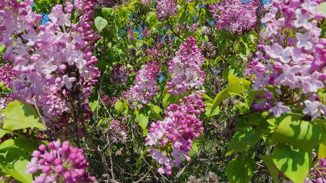 Blooming Pink Lilac Bush In Sunny Spring Garden