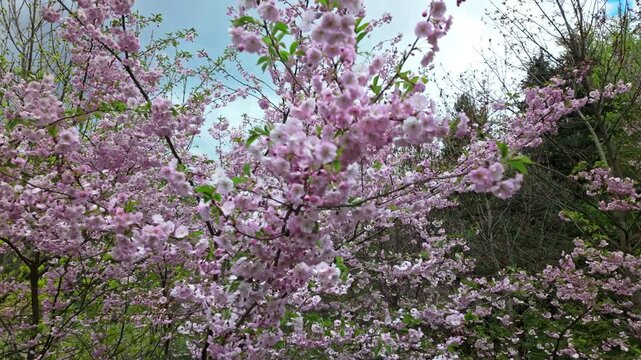 Blooming Sakura Cherry Blossom Tree In Green Spring Meadow
