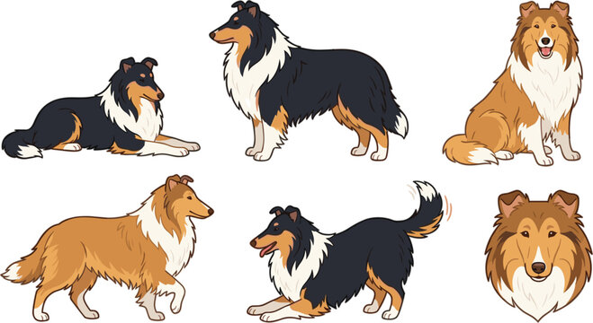 Rough Collie and Shetland Sheepdog Vector Illustration Set Featuring Tricolor and Sable Herding Dogs in Different Poses for Pet Branding Graphic Designs